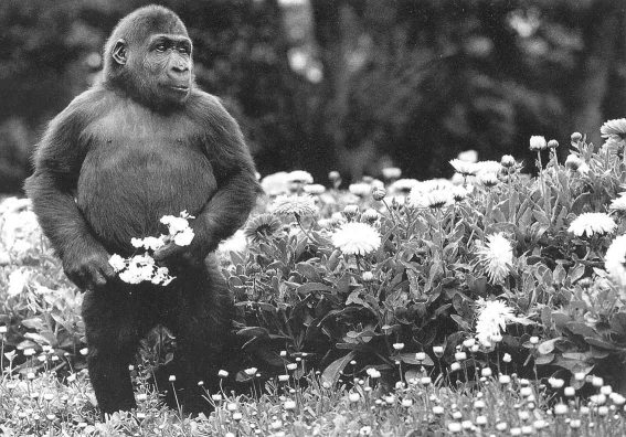 Romantic monkey...
